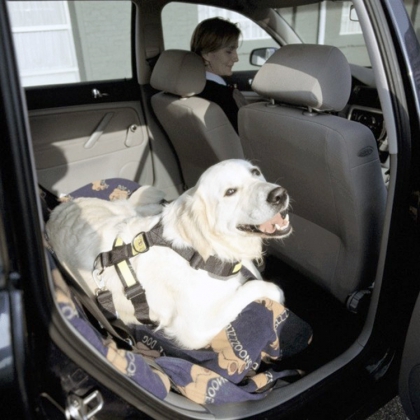 Bilbeltesele til hunden, Large
