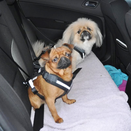 Bilbeltesele til hunden, Small