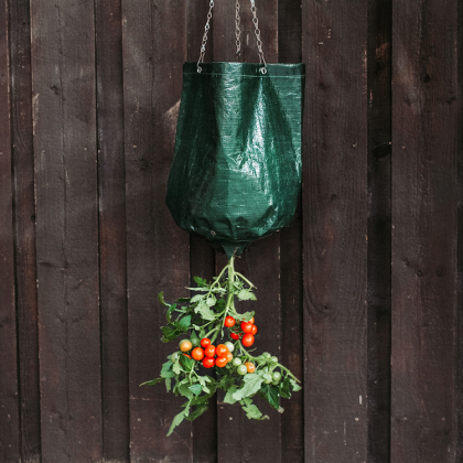 Hengende dyrkebag, Tomat