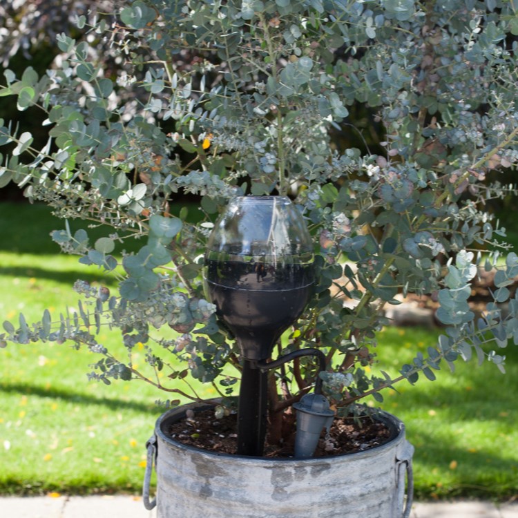 Blomstervanner, Svart