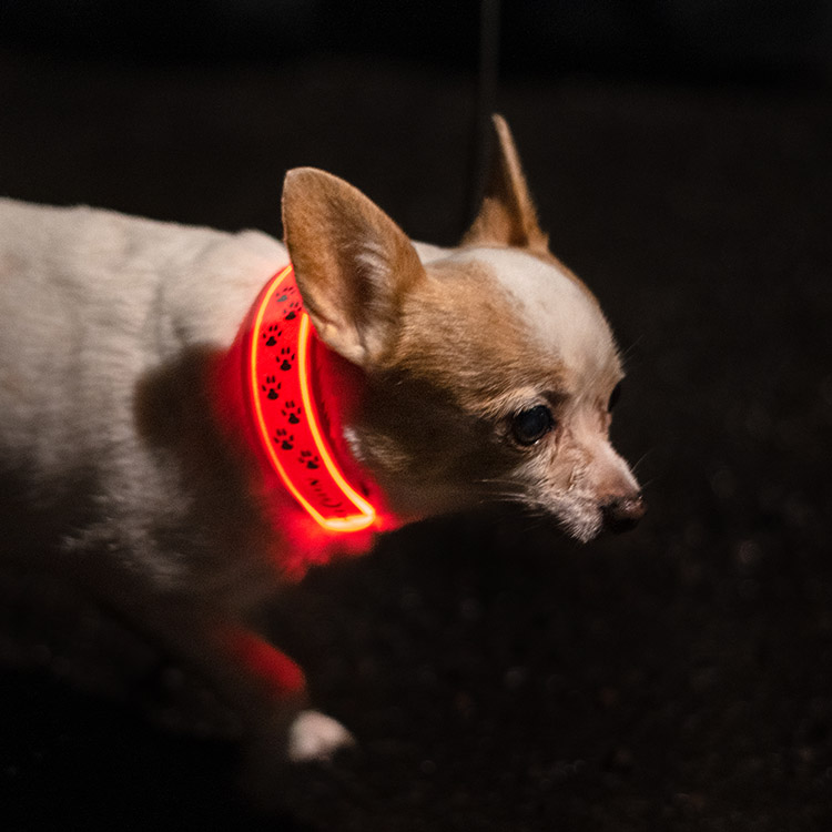 Reflekslys til hunden, Rosa
