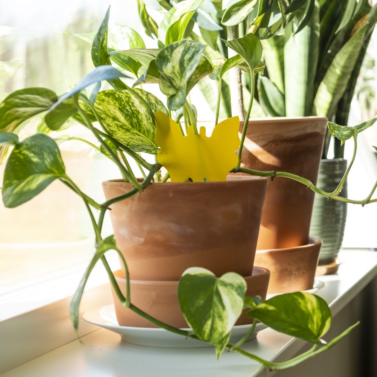 Klisterfelle til planter 12 stk., Sommerfugl