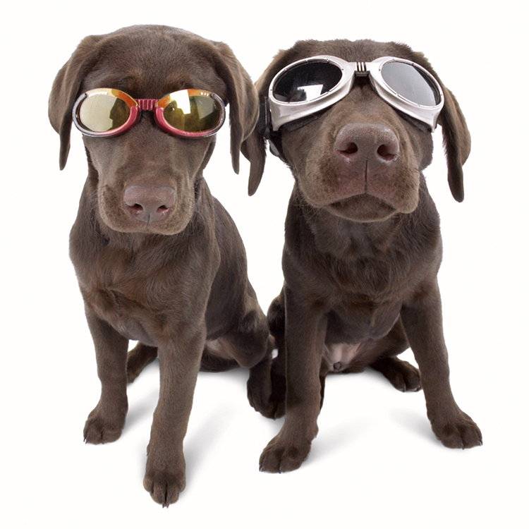 Solbriller for hunder, Doggles