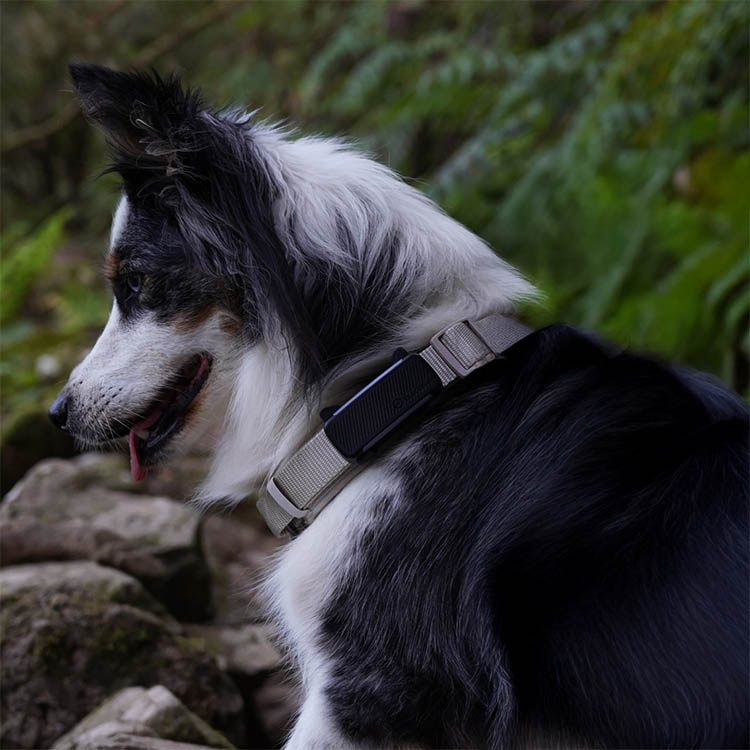 GPS til hund, Tractive
