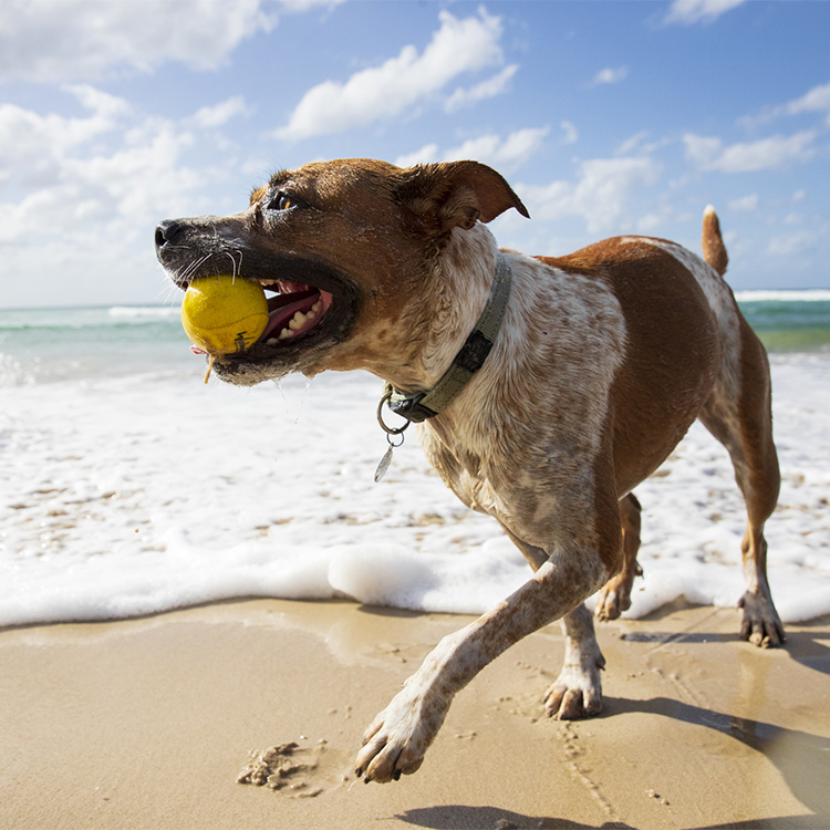 Vannsprettball til hunden