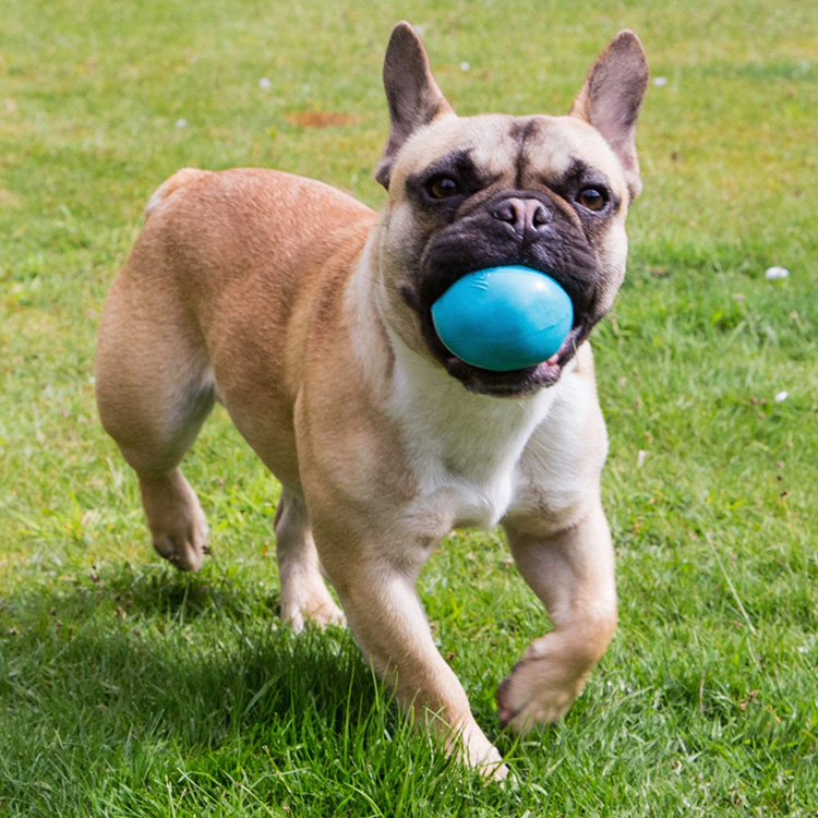 Aktivitetsball til hunden