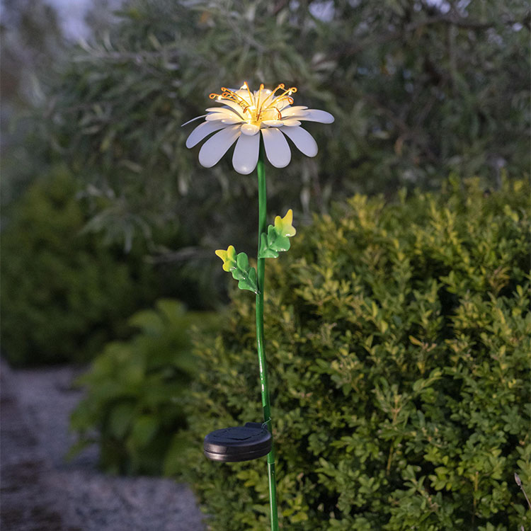 Solcelleblomst på spyd, Daisy