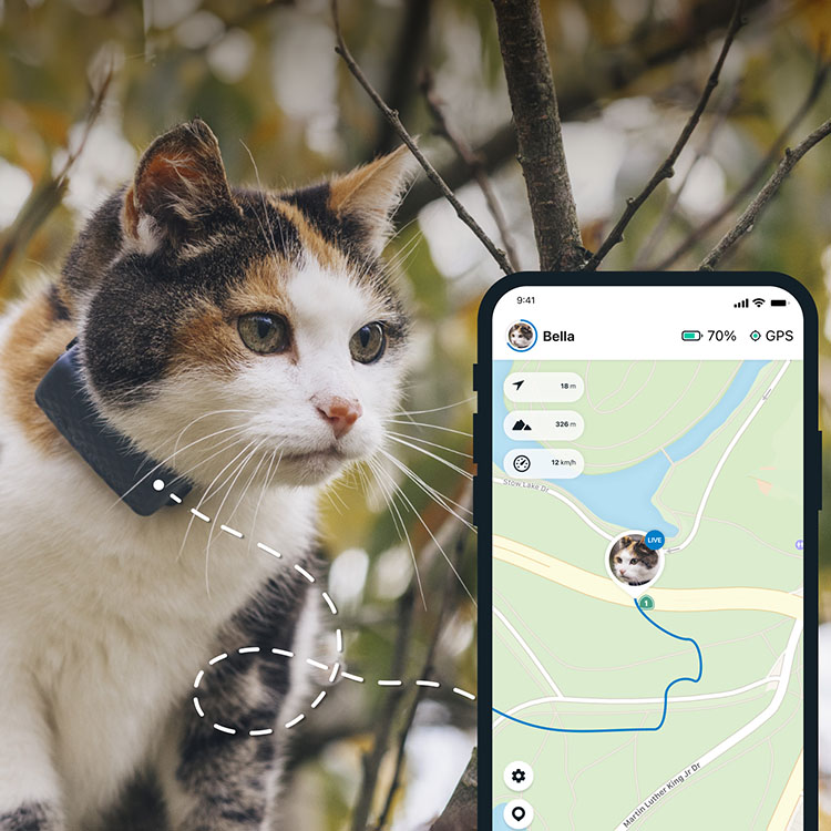 GPS til katt