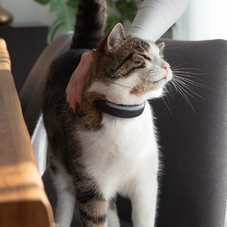 GPS til katt, Tractive
