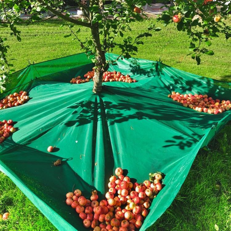 Innhøstningsnett til frukttrær