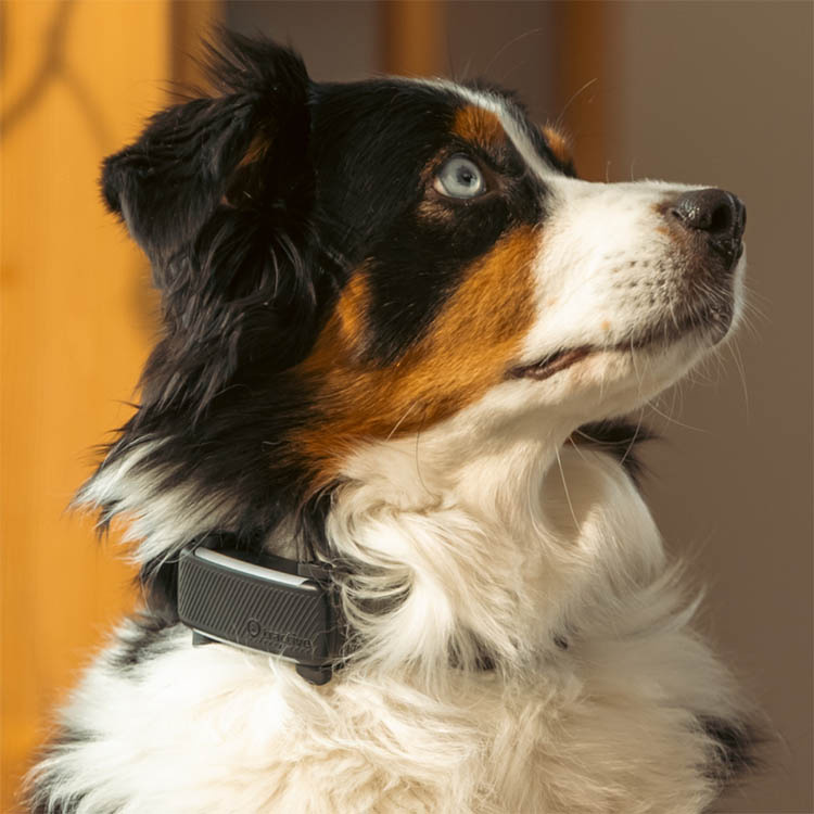 GPS til hund, Tractive i gruppen Fritid / Kjæledyr / Hundesaker hos SmartaSaker.se (11853)