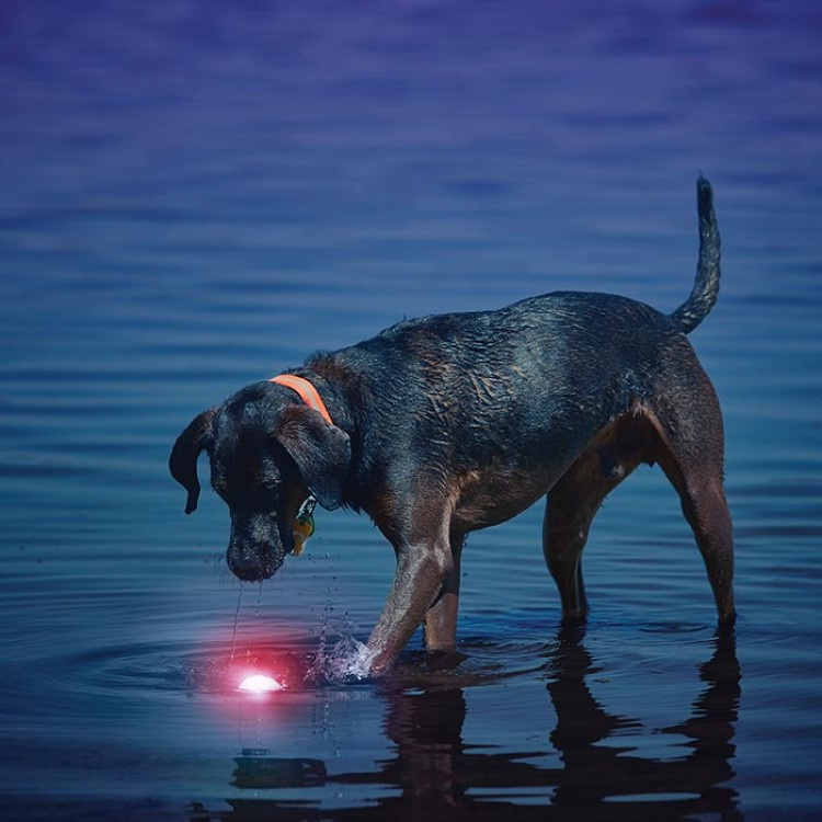 Lysende hundeball i gruppen Fritid / Kjæledyr / Hundesaker hos SmartaSaker.se (lima-278846)