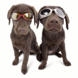 Solbriller for hunder, Doggles Solbriller for hunder, Doggles