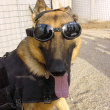 Solbriller for hunder, Doggles Solbriller for hunder, Doggles
