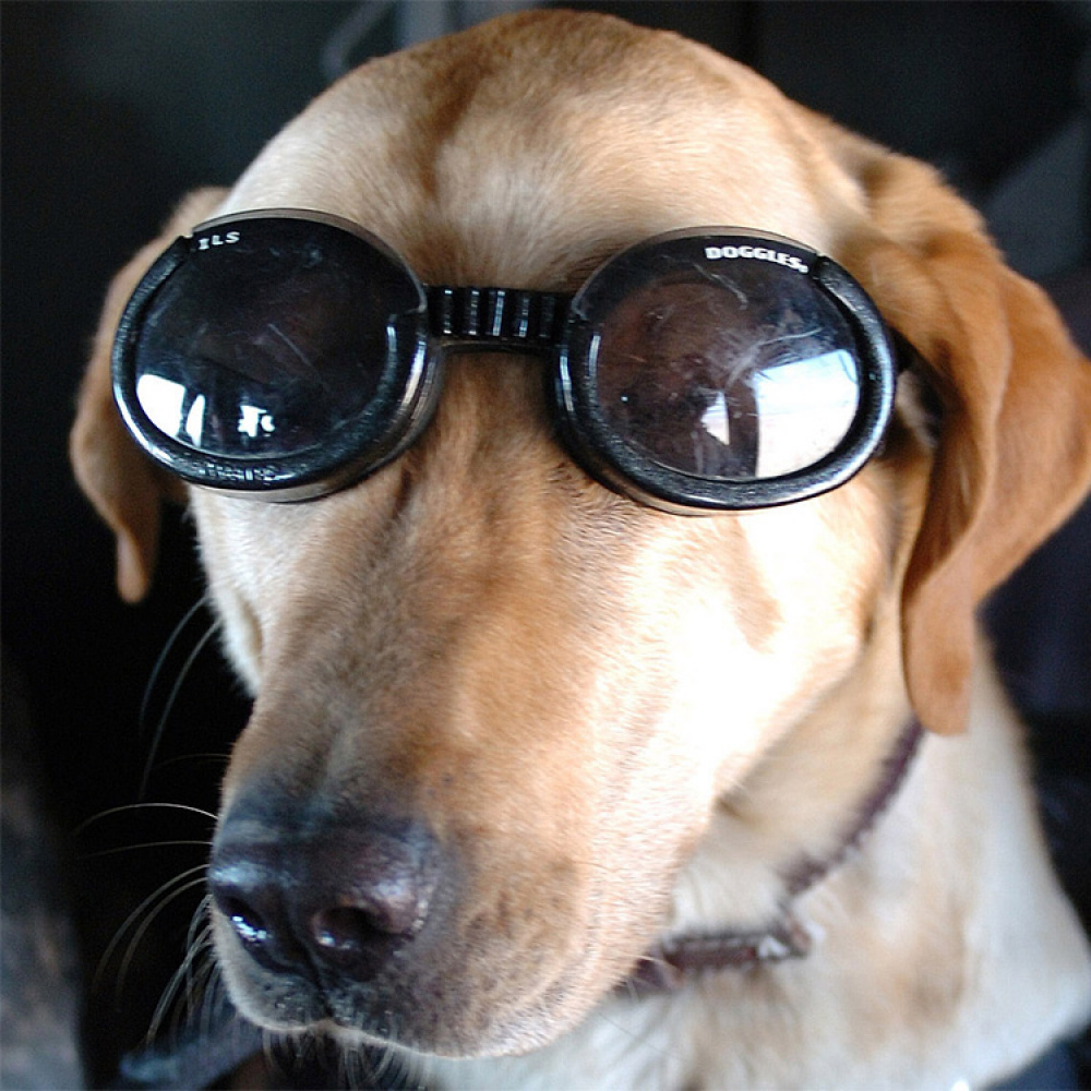 Solbriller for hunder, Doggles i gruppen Fritid / Kjæledyr / Hundesaker hos SmartaSaker.se (11054)