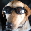 Solbriller for hunder, Doggles Solbriller for hunder, Doggles
