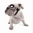 Solbriller for hunder, Doggles Solbriller for hunder, Doggles