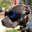Solbriller for hunder, Doggles Solbriller for hunder, Doggles