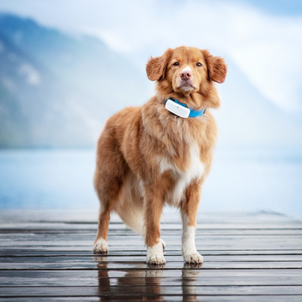 GPS til hund i gruppen Fritid / Kjæledyr / Hundesaker hos SmartaSaker.se (11853)