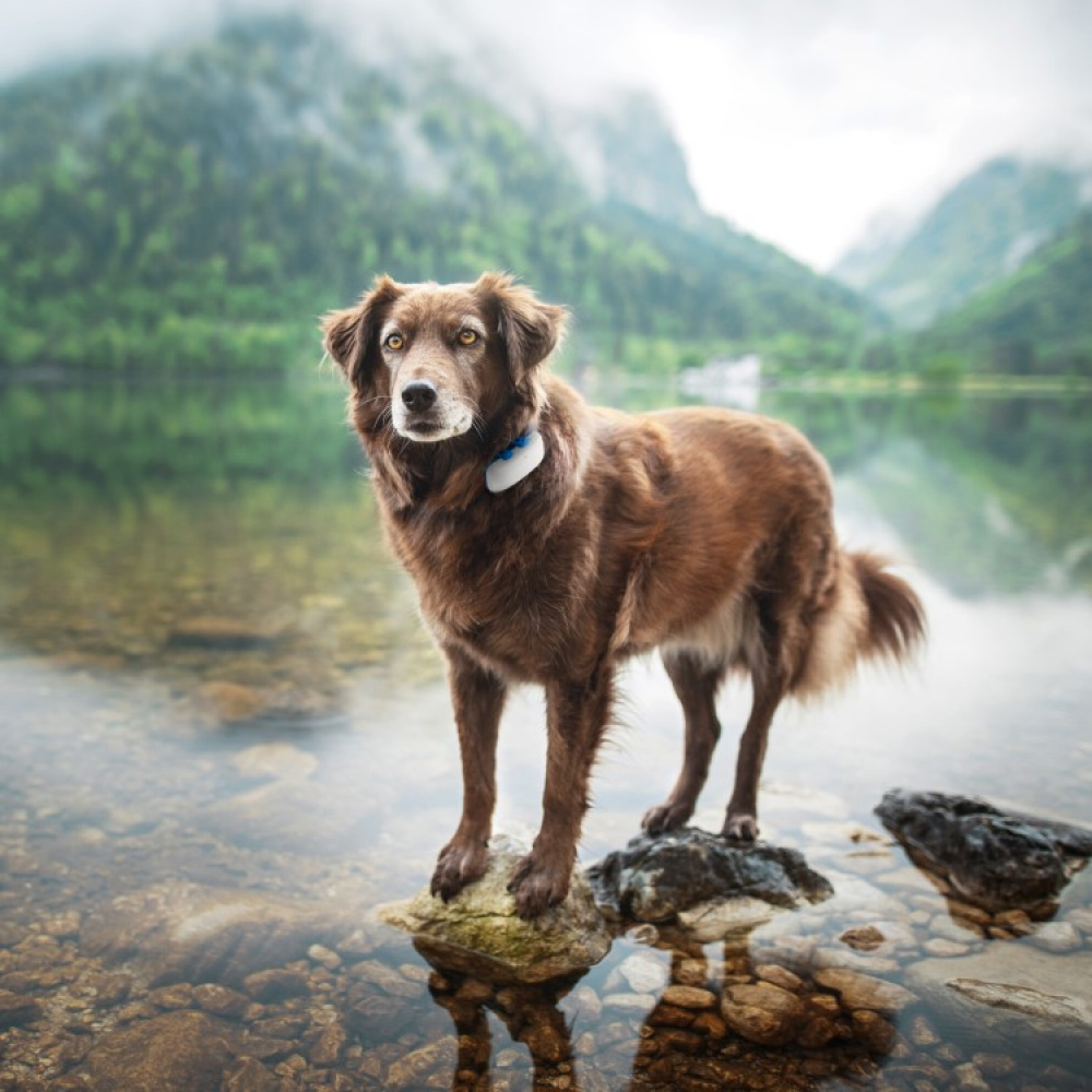 GPS til hund i gruppen Fritid / Kjæledyr / Hundesaker hos SmartaSaker.se (11853)