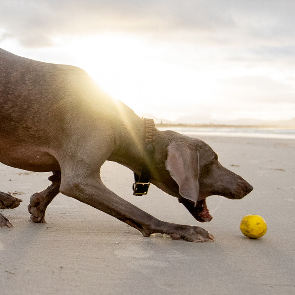 Vannsprettball til hunden i gruppen Fritid / Kjæledyr / Hundesaker hos SmartaSaker.se (12906)