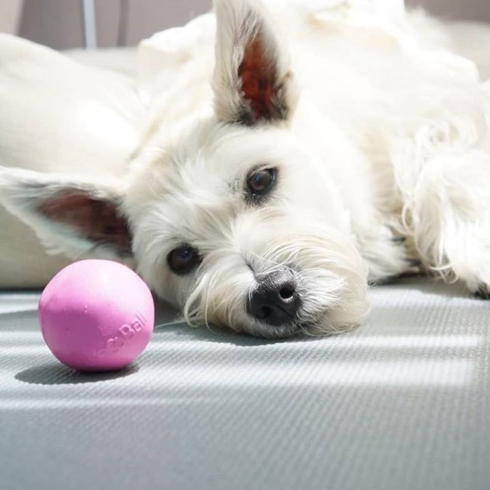 Aktivitetsball til hunden i gruppen Fritid / Kjæledyr / Hundesaker hos SmartaSaker.se (13280)