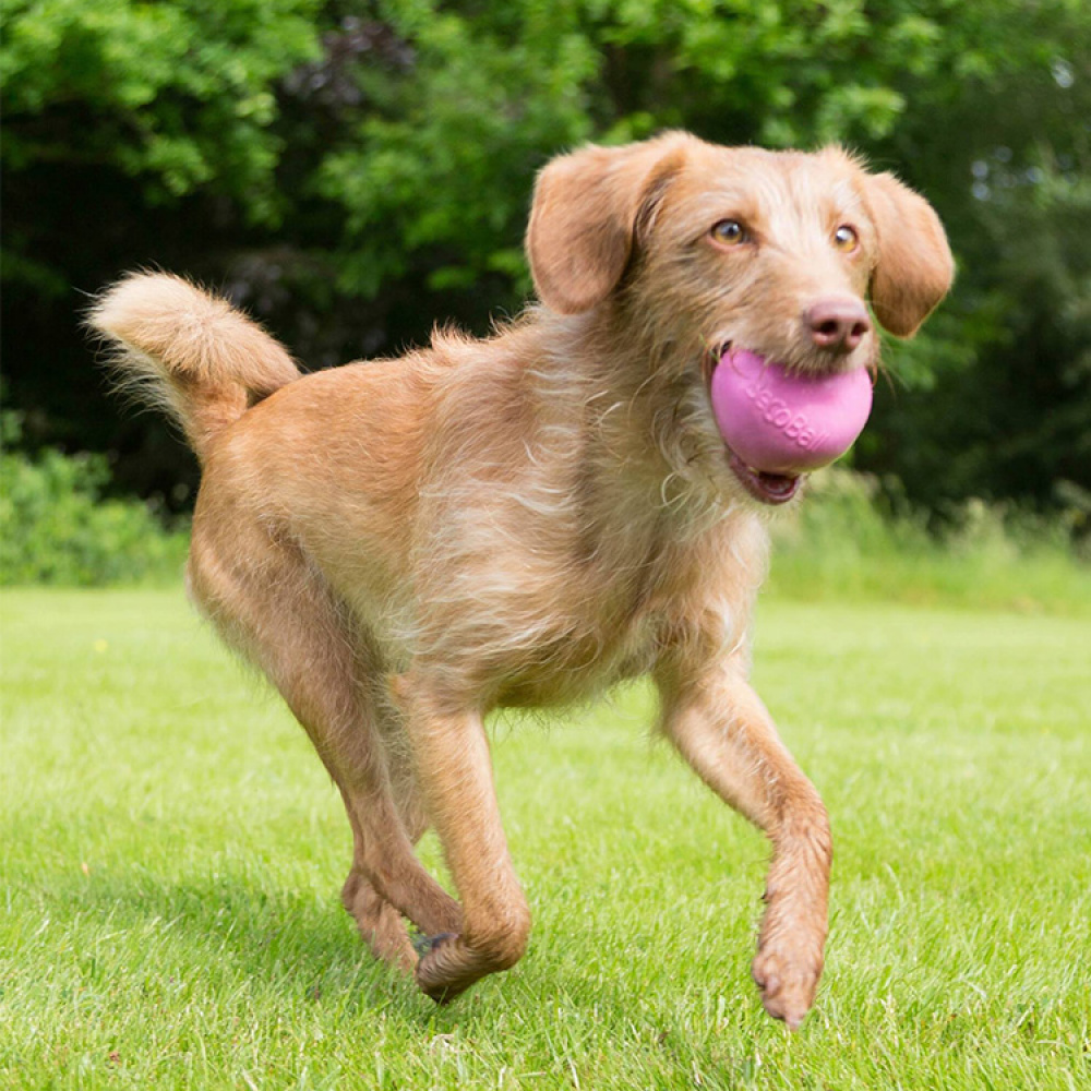 Aktivitetsball til hunden i gruppen Fritid / Kjæledyr / Hundesaker hos SmartaSaker.se (13280)