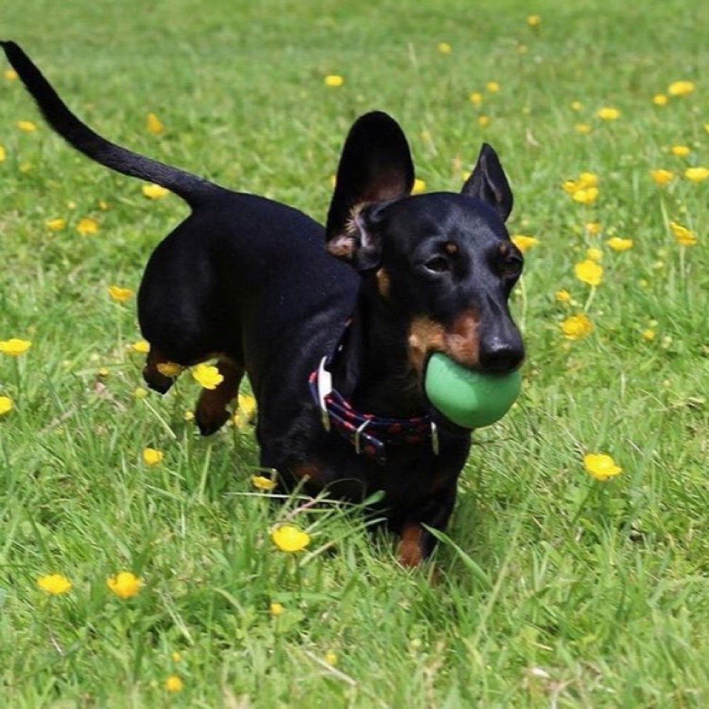 Aktivitetsball til hunden i gruppen Fritid / Kjæledyr / Hundesaker hos SmartaSaker.se (13280)