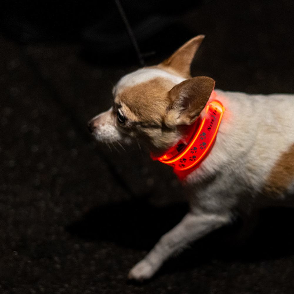 Reflekslys til hunden i gruppen Fritid / Kjæledyr / Hundesaker hos SmartaSaker.se (13367)