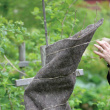Vinterbeskyttelse til planter, ullteppe Vinterbeskyttelse til planter, ullteppe
