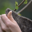 Vinterbeskyttelse til planter, ullteppe Vinterbeskyttelse til planter, ullteppe