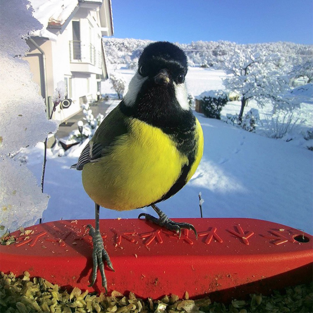 Fuglemater med kamera, Birdbuddy i gruppen Hjemmet / Hage / Hus og Hotell hos SmartaSaker.se (14643)