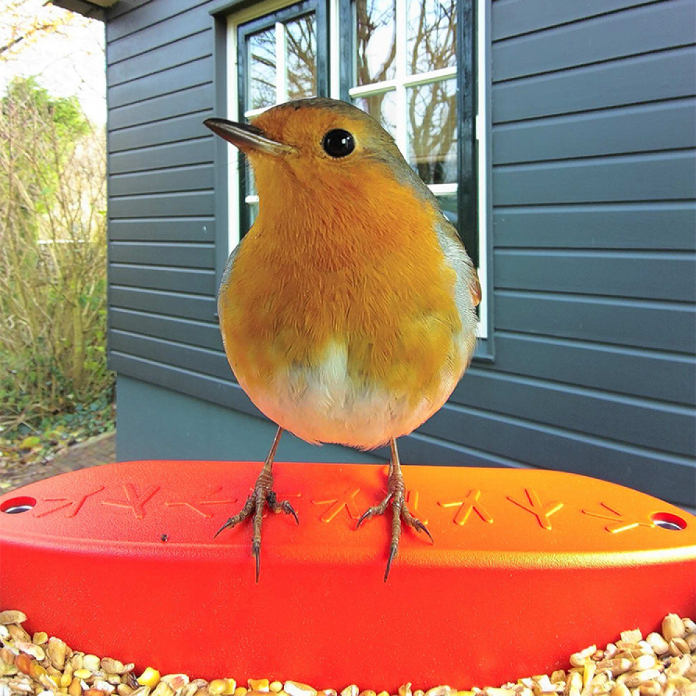 Fuglemater med kamera, Birdbuddy i gruppen Hjemmet / Hage / Hus og Hotell hos SmartaSaker.se (14643)