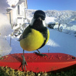 Fuglemater med kamera, Birdbuddy