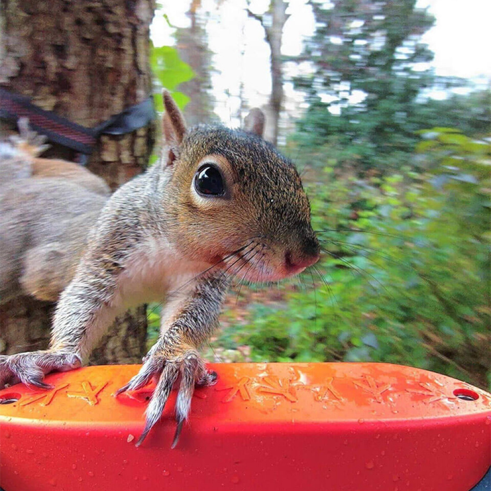 Fuglemater med kamera, Birdbuddy i gruppen Hjemmet / Hage / Hus og Hotell hos SmartaSaker.se (14643)