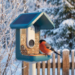 Fuglemater med kamera, Birdbuddy