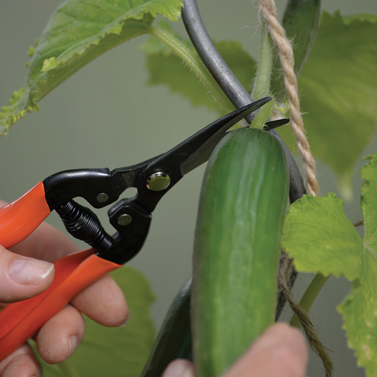 Høstesaks i gruppen Hjemmet / Hage / Dyrking hos SmartaSaker.se (14709)
