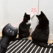 Laserpeker for katt