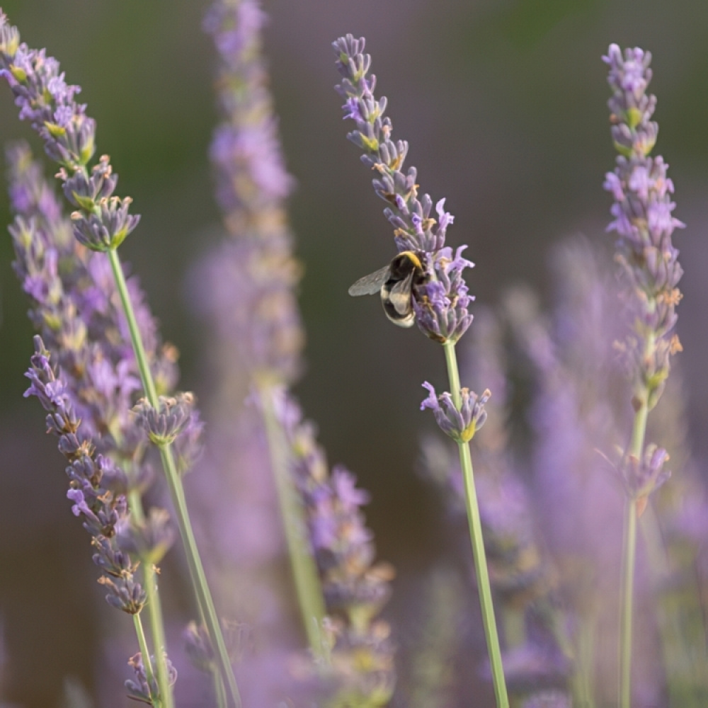 Hard såpe med lavendelblomster, Savon de Marseille i gruppen Tilbehør og lignende hos SmartaSaker.se (43045)